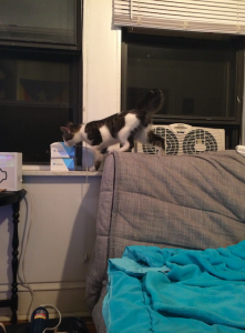 This kitty was in my hallway. Signs around the building claim he just walked in and nobody knew his owner. So I had an apartment cat for about... an hour.